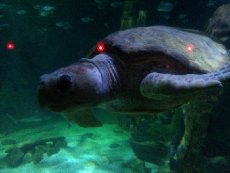 Jersey, the loggerhead turtle poses for the camera